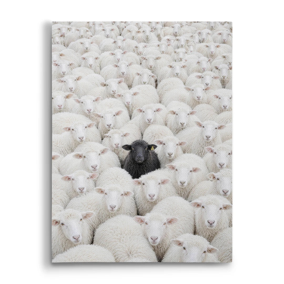 The Black Sheep | Obraz, widok z przodu