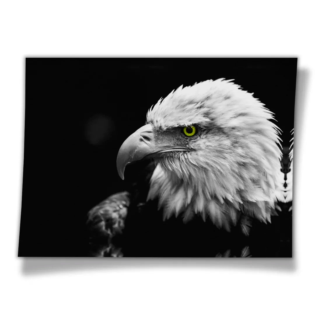 Bald Eagle | Poster