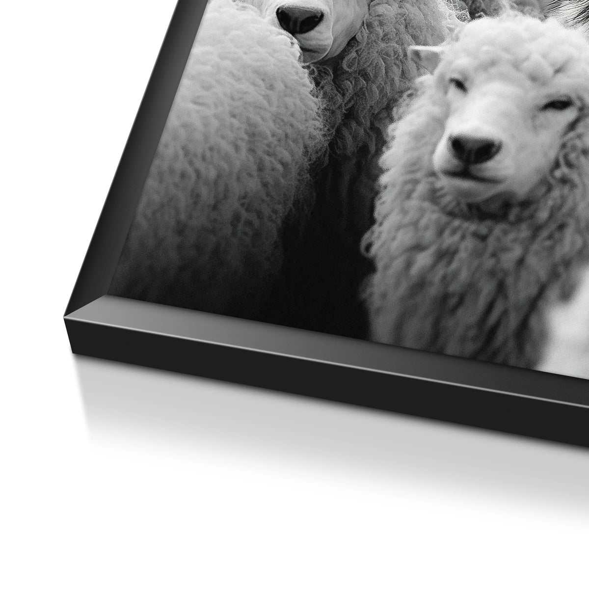 Wilk Alpha | Plakat