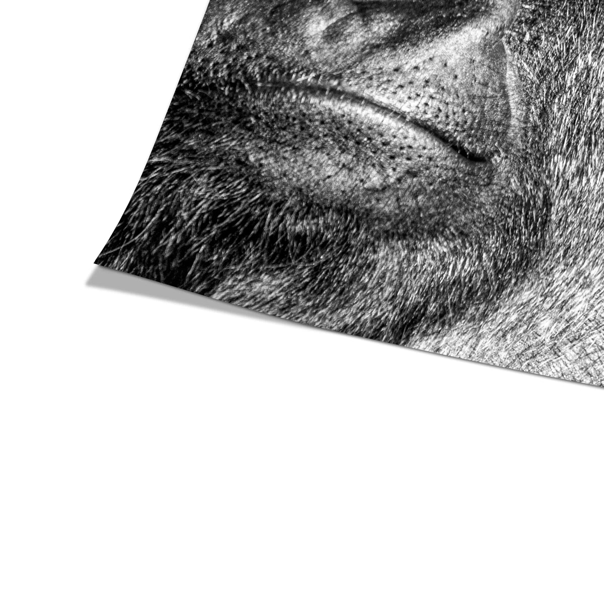 Gorilla | Plakat